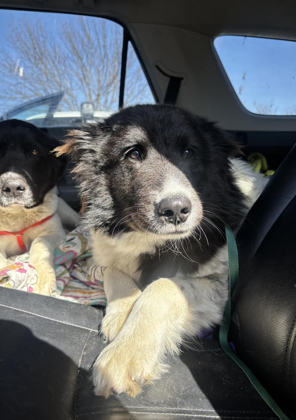 Oreo, an adopted mixed breed in Davis, CA image 4/6