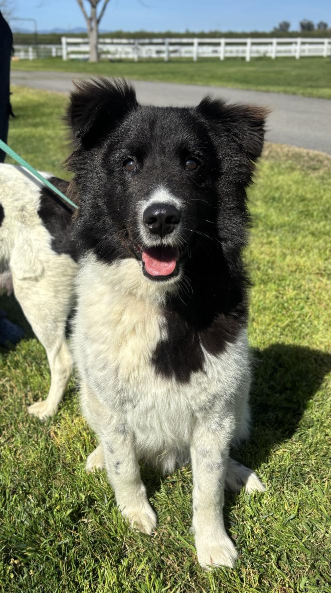 Oreo, an adopted mixed breed in Davis, CA image 2/6