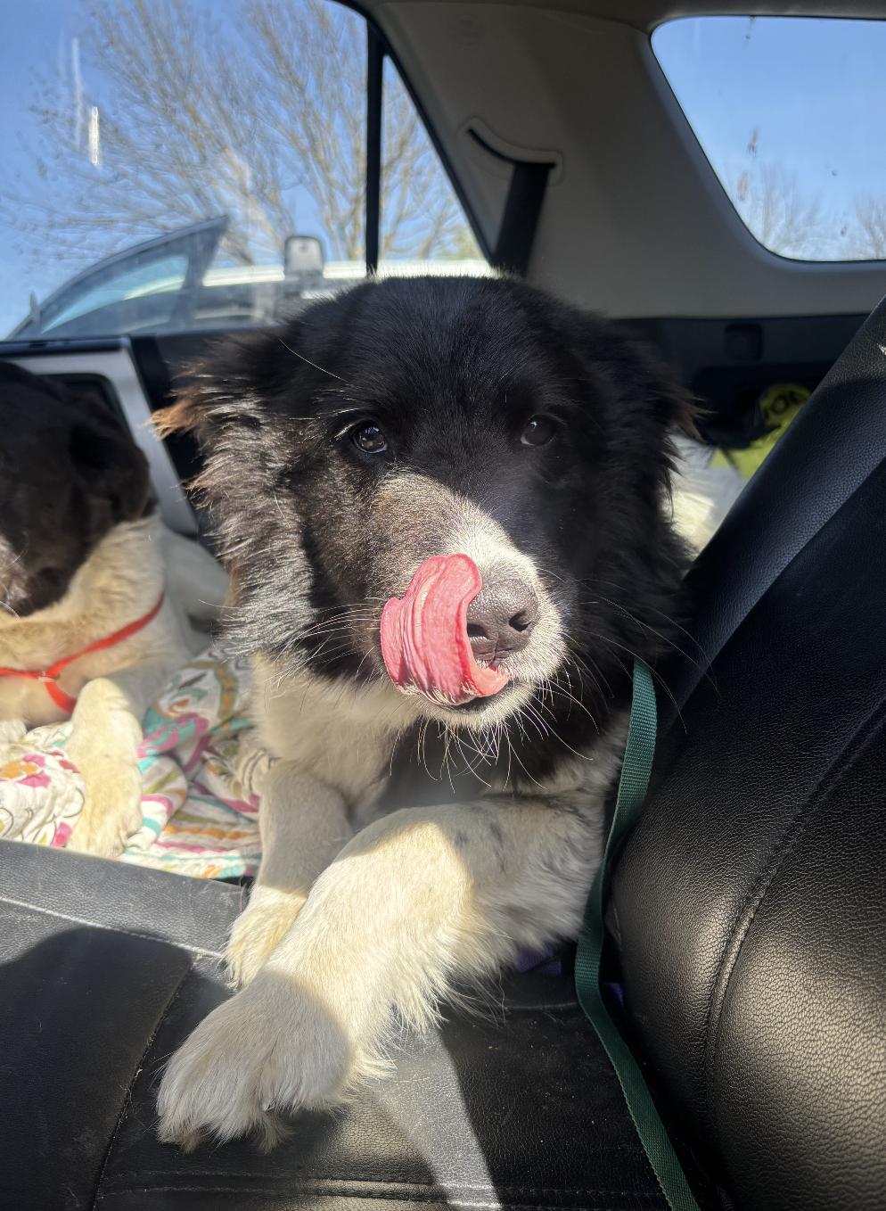 Oreo, an adopted mixed breed in Davis, CA image 6/6