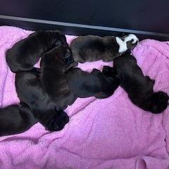Jason, Adoptable, Puppy Male Black Labrador Retriever & American Staffordshire Terrier.