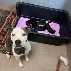 Jason, a Adoptable mixed breed in Oceanside, CA image 2/6