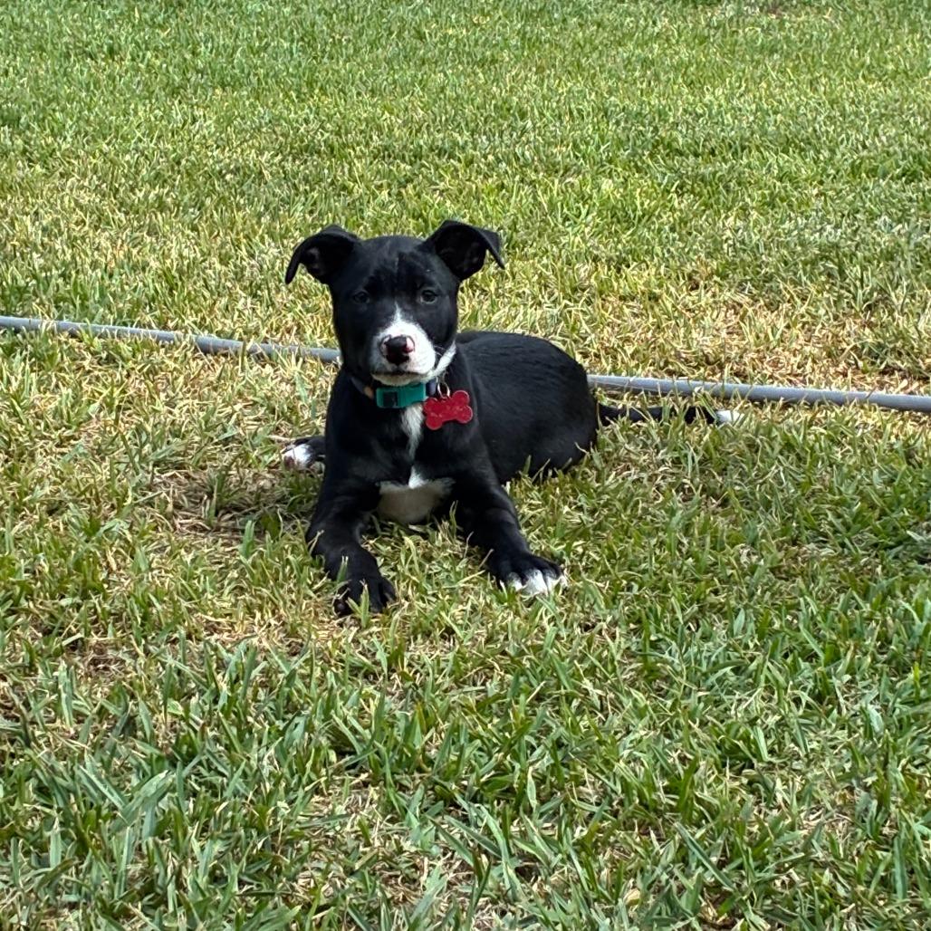 Jason, a Adoptable mixed breed in Oceanside, CA image 5/6
