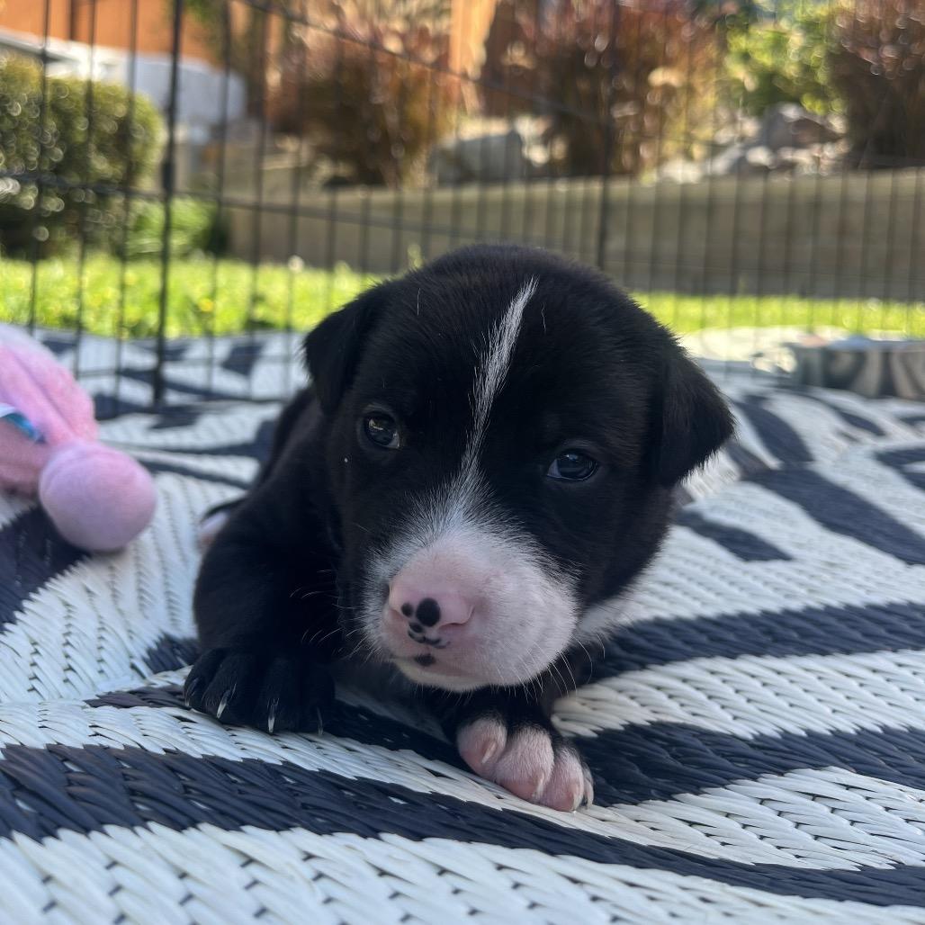 Jason, a Adoptable mixed breed in Oceanside, CA image 6/6