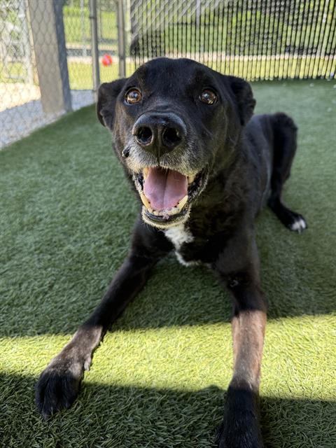 Enlarge RICO, a Adoptable mixed breed in Newton, NC image 1/1