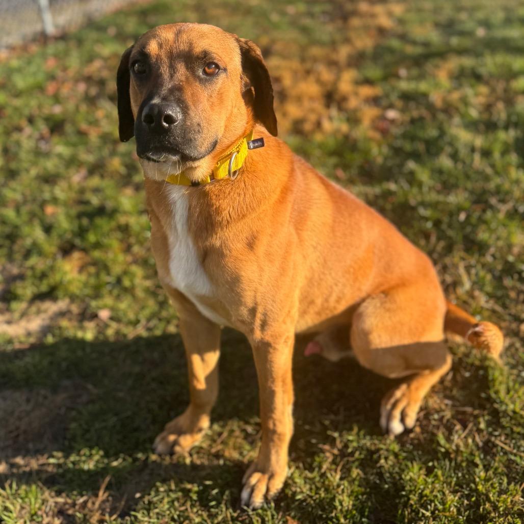 Snoopy, Adoptable, Adult Male Mixed Breed.