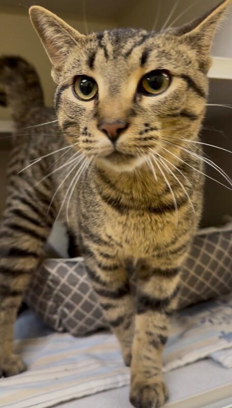 Enlarge Tommy, a Adoptable Domestic Short Hair in Osseo, MI image 1/1