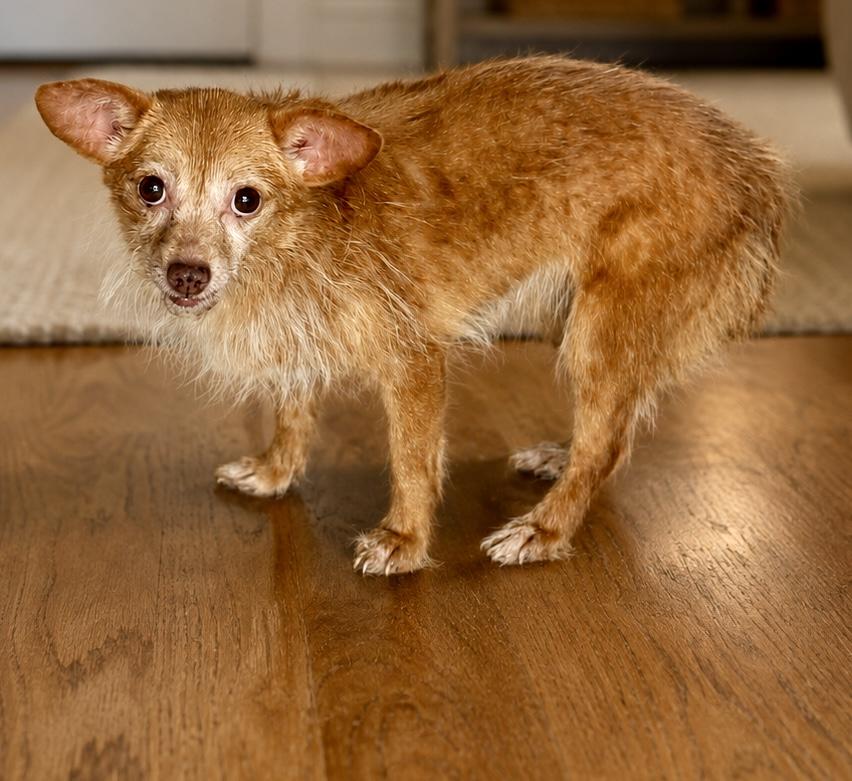 Berry, ADOPTABLE, Puppy Female Chorkie.