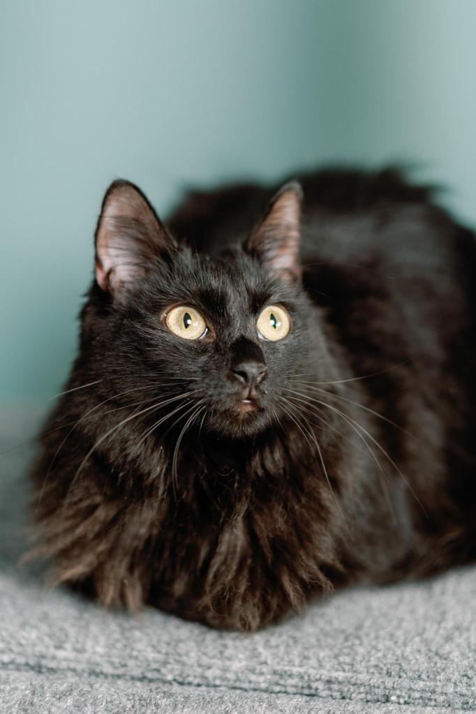 Enlarge Mae, a Adoptable mixed breed in Orlando, FL image 3/6