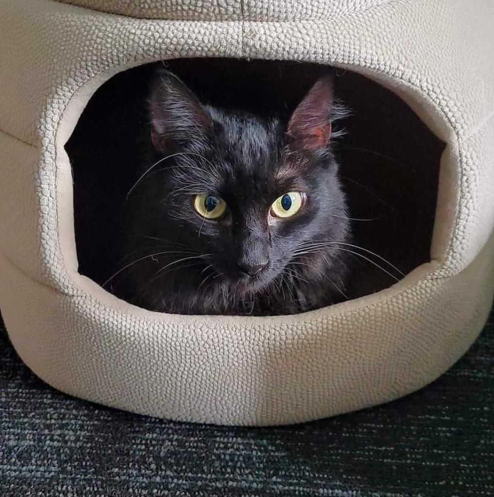 Mae, a Adoptable mixed breed in Orlando, FL image 3/6