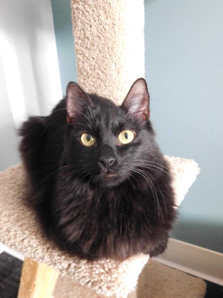 Enlarge Mae, a Adoptable mixed breed in Orlando, FL image 5/6