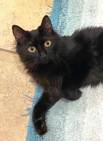 Mae, a Adoptable mixed breed in Orlando, FL image 5/6