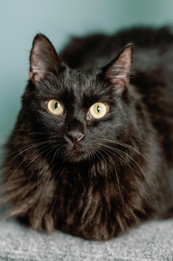 Enlarge Mae, a Adoptable mixed breed in Orlando, FL image 6/6