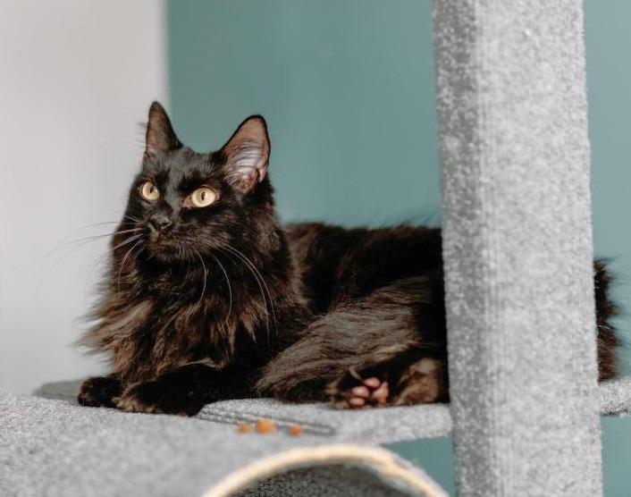 Enlarge Mae, a Adoptable mixed breed in Orlando, FL image 6/6