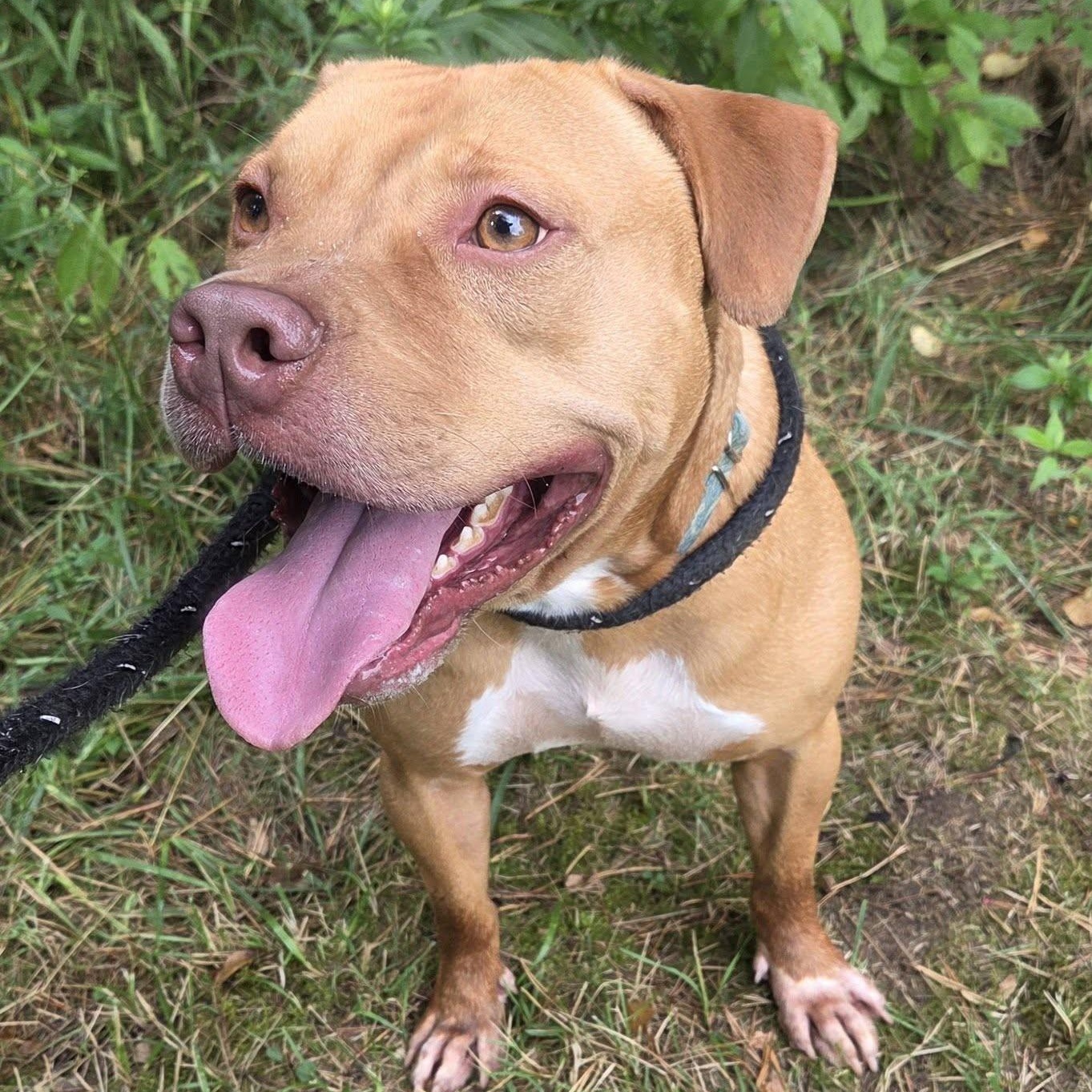 Owen, Adoptable, Adult Male Mixed Breed.
