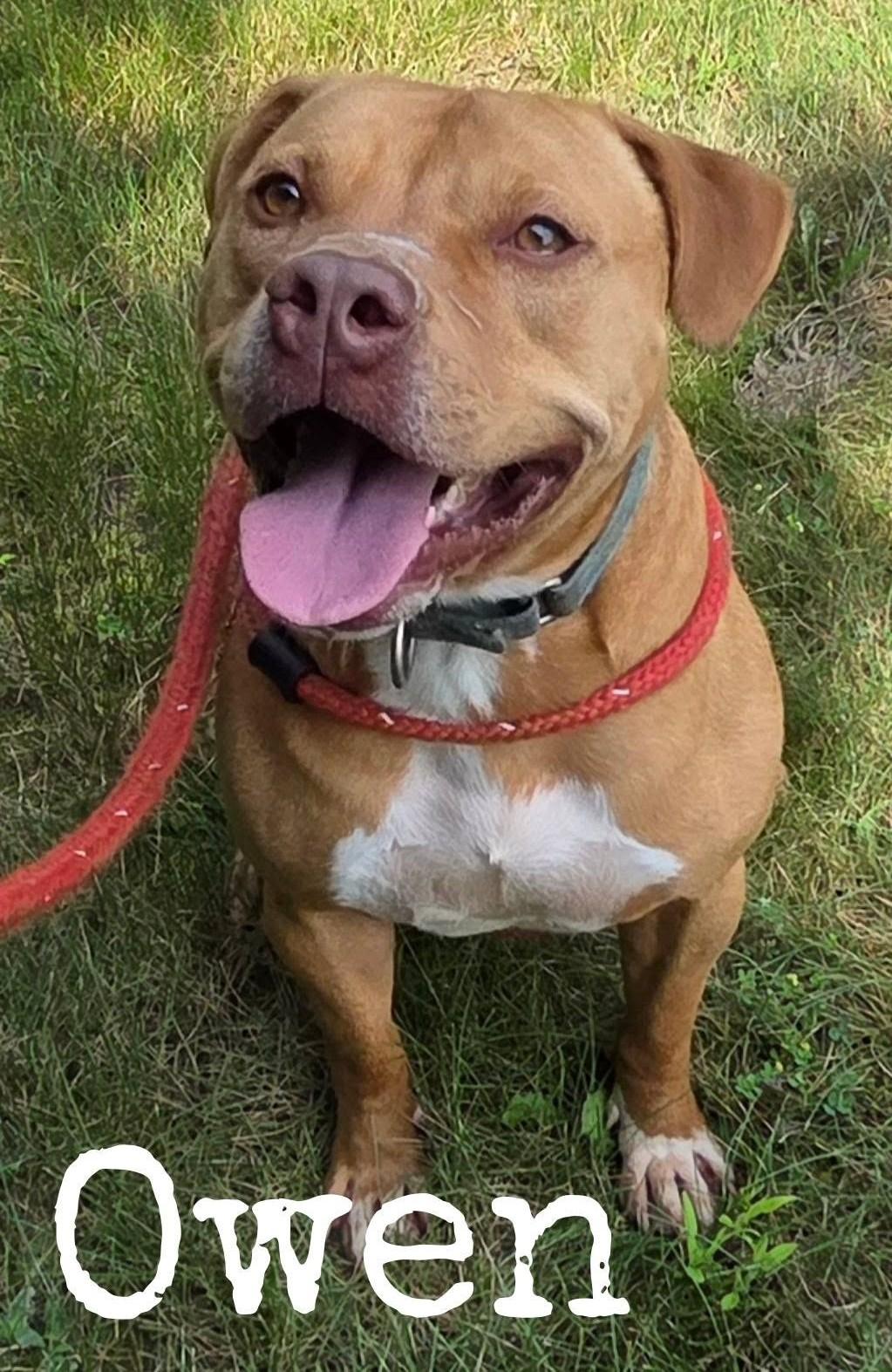 Enlarge Owen, a Adoptable Mixed Breed in Youngstown, OH image 2/6