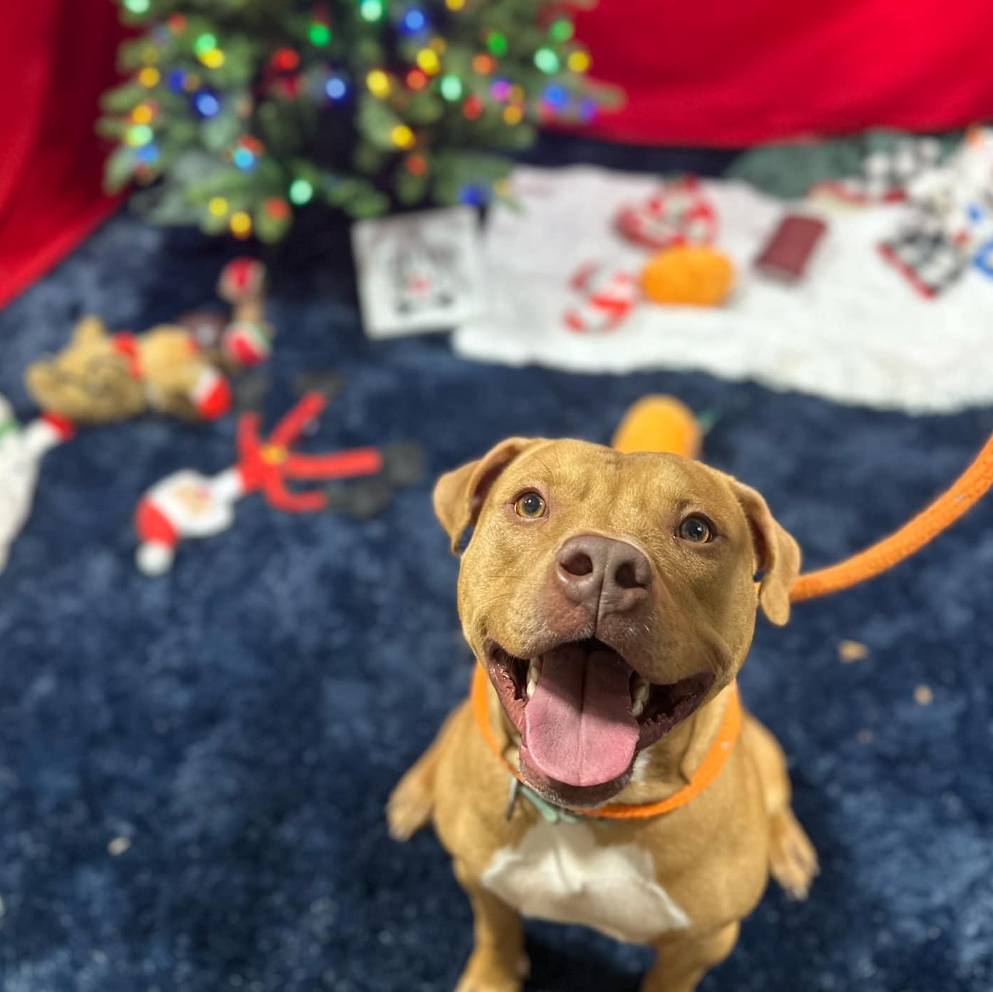 Enlarge Owen, a Adoptable Mixed Breed in Youngstown, OH image 3/6
