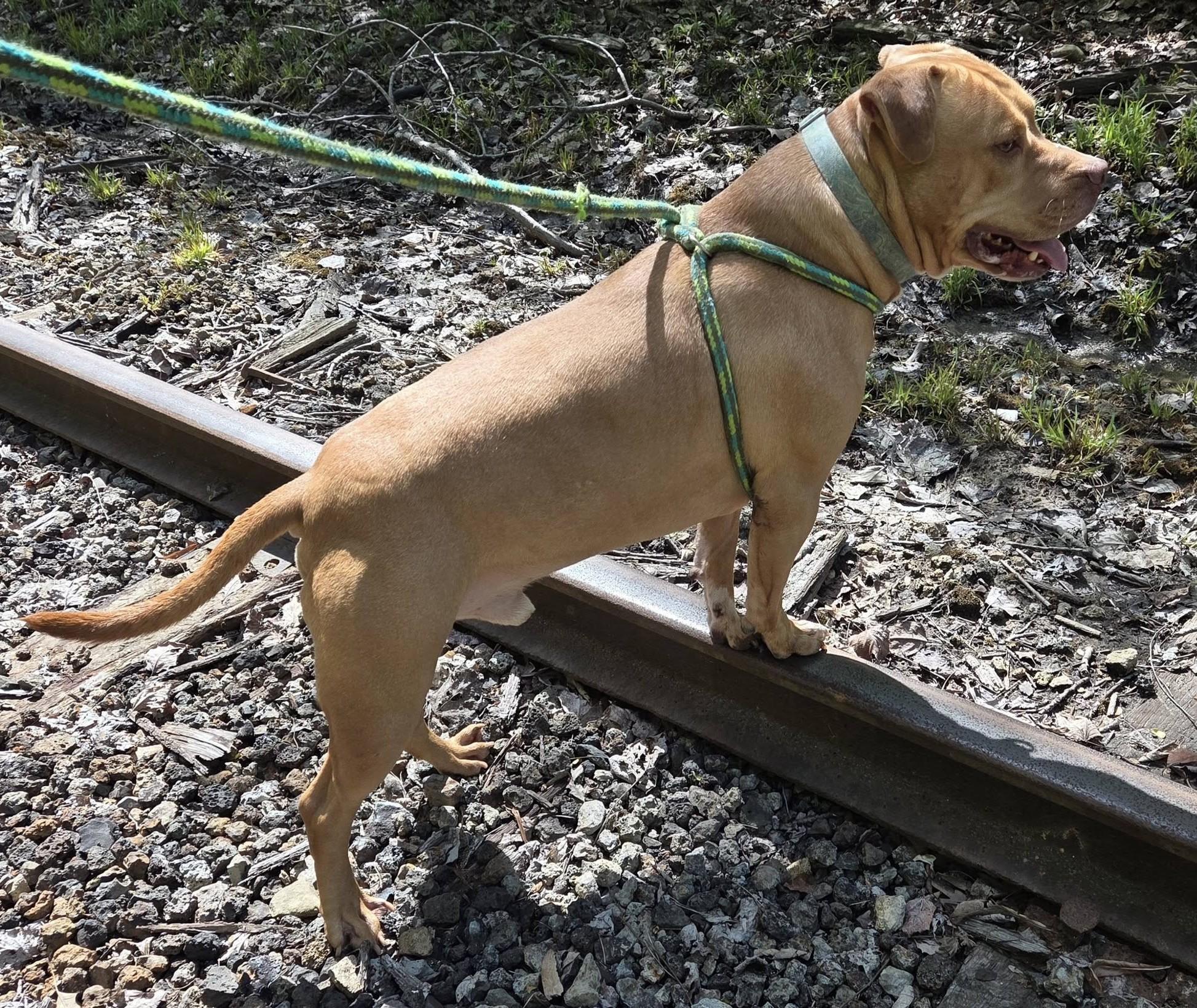 Enlarge Owen, a Adoptable Mixed Breed in Youngstown, OH image 5/6