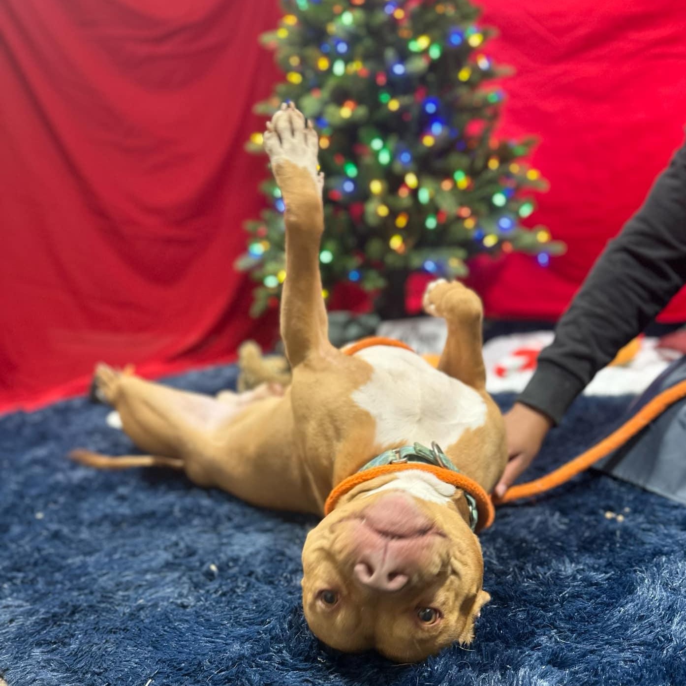 Enlarge Owen, a Adoptable Mixed Breed in Youngstown, OH image 4/6