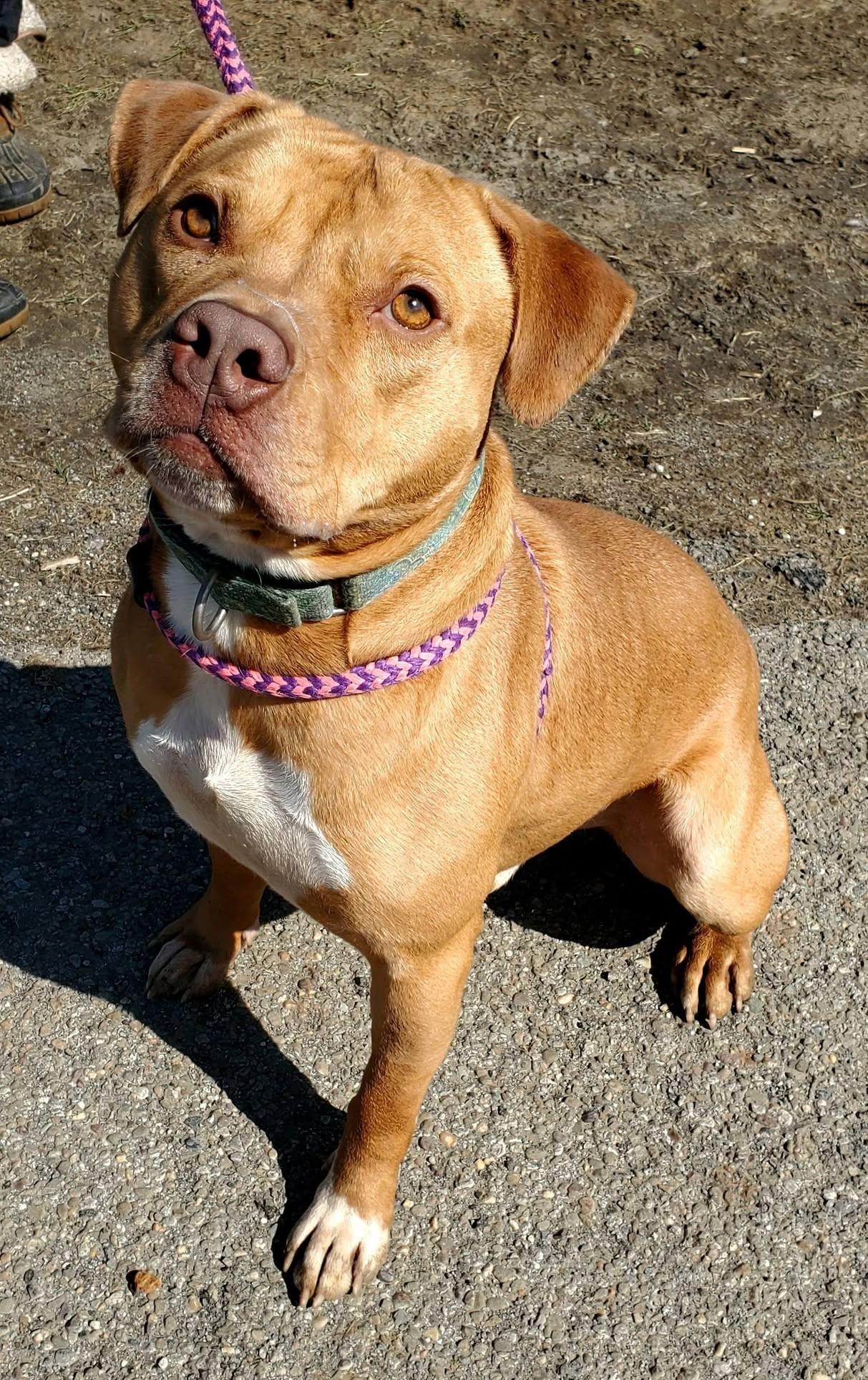 Enlarge Owen, a Adoptable Mixed Breed in Youngstown, OH image 6/6