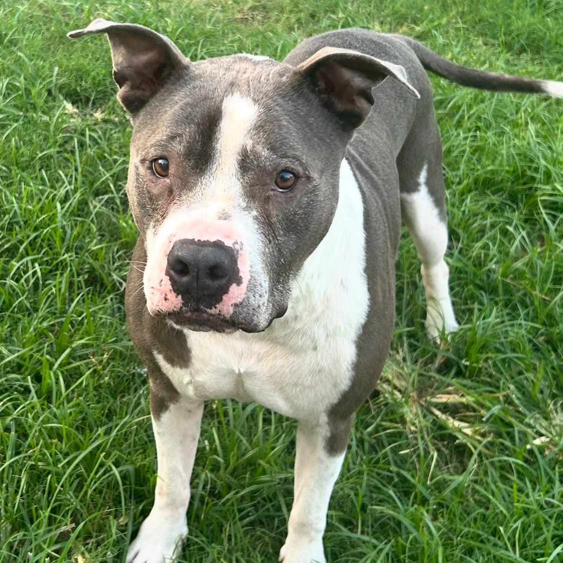 Hank — thumbnail 3