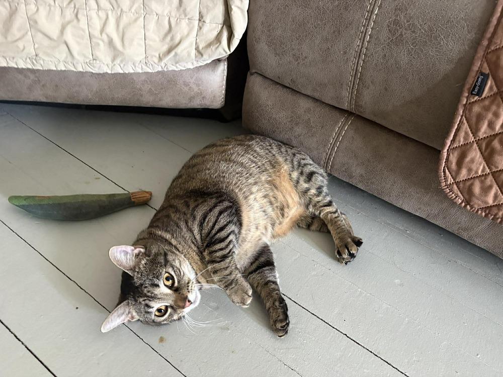 Enlarge Peanut, a Adoptable Domestic Short Hair in Wilson, NC image 1/5