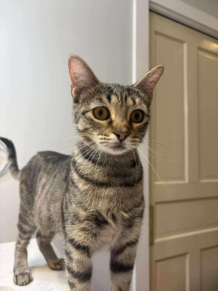 Enlarge Peanut, a Adoptable Domestic Short Hair in Wilson, NC image 2/5