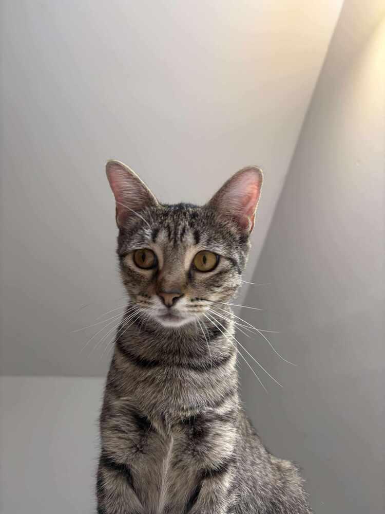 Enlarge Peanut, a Adoptable Domestic Short Hair in Wilson, NC image 3/5