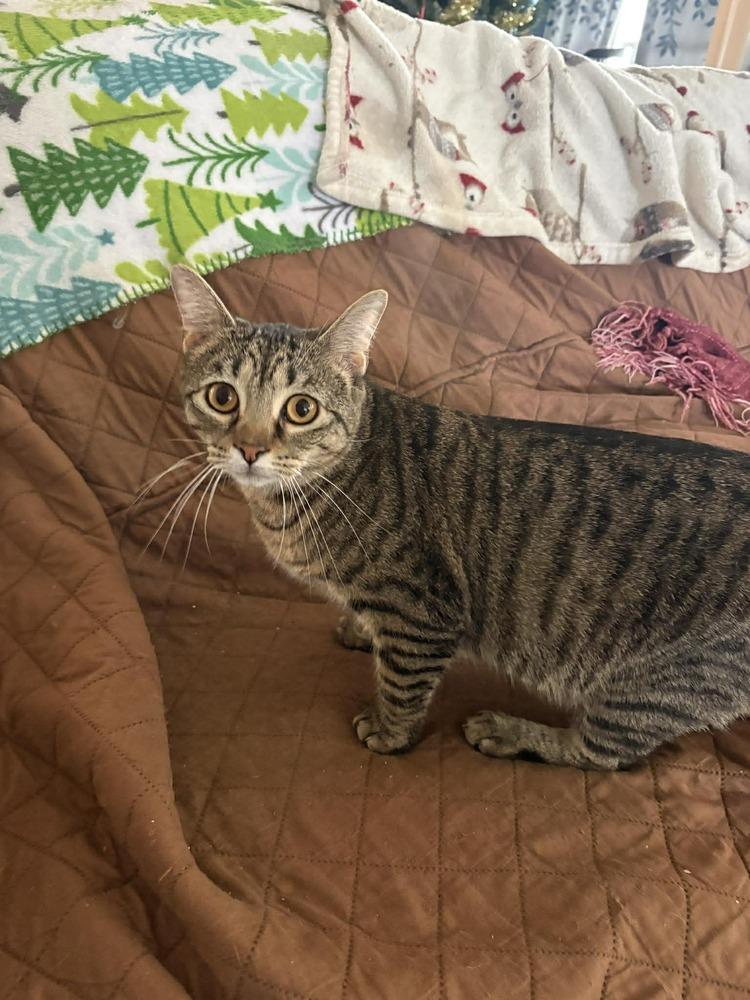 Enlarge Peanut, a Adoptable Domestic Short Hair in Wilson, NC image 4/5