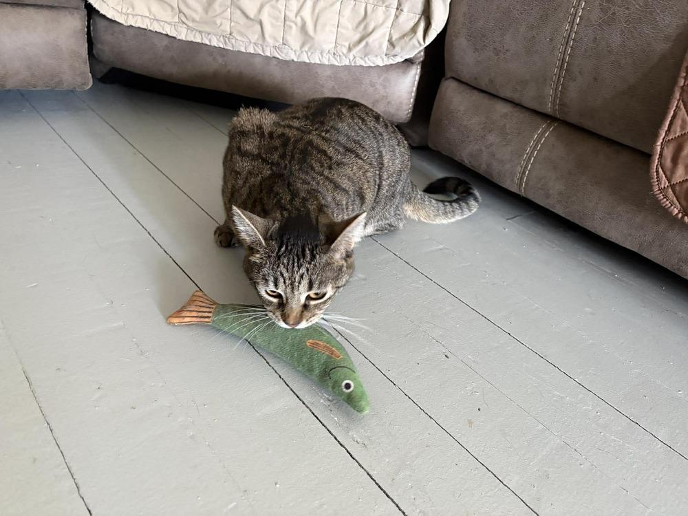 Enlarge Peanut, a Adoptable Domestic Short Hair in Wilson, NC image 5/5