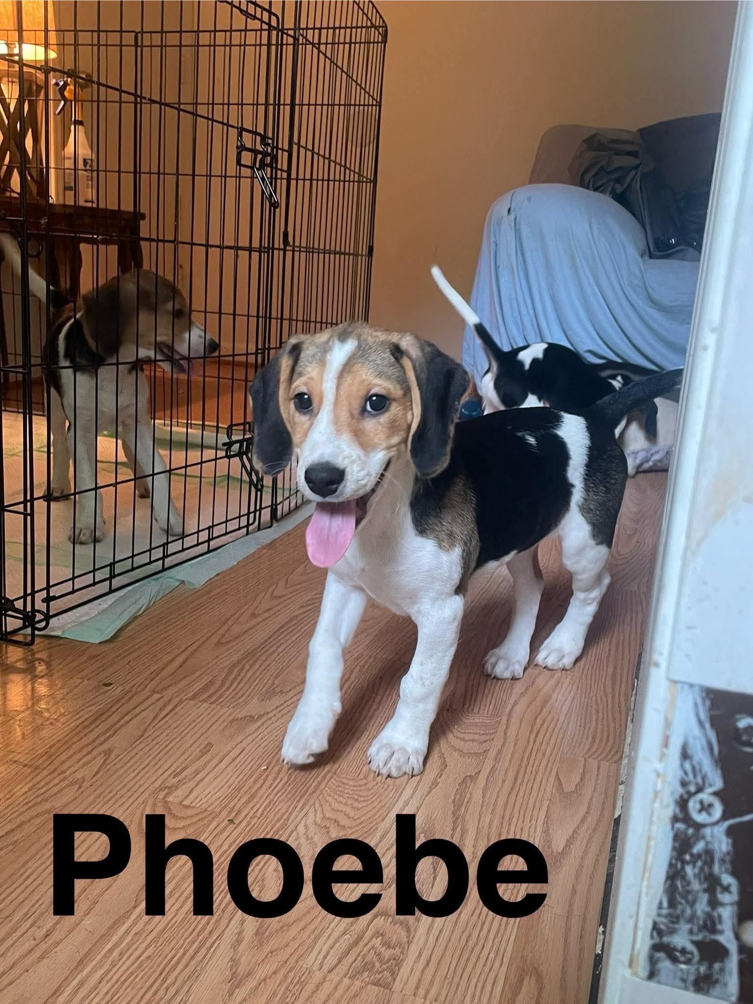 Phoebe, ADOPTABLE, Puppy Female Beagle & Hound.