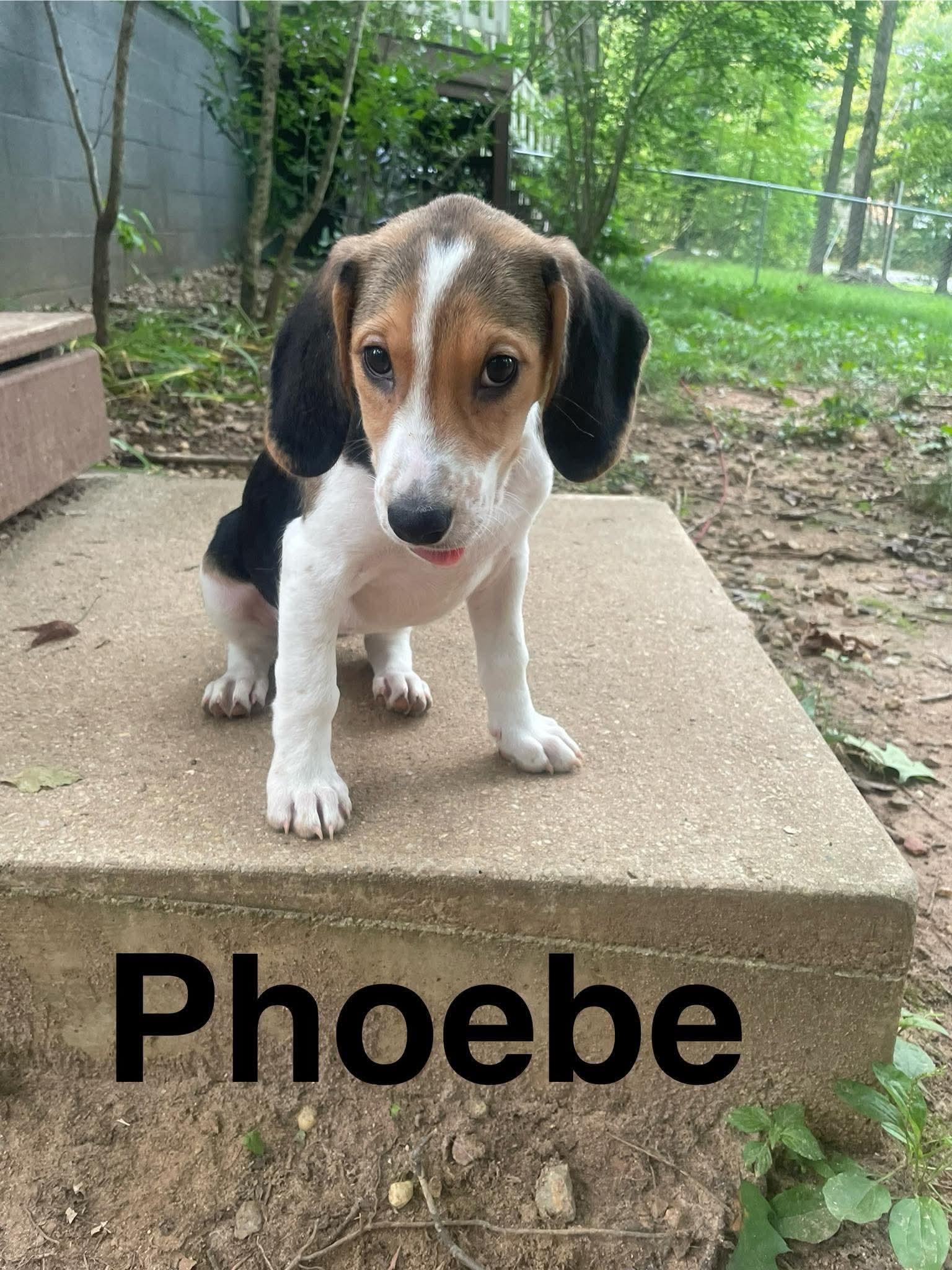 Phoebe, a ADOPTABLE mixed breed in Stafford, VA image 2/2