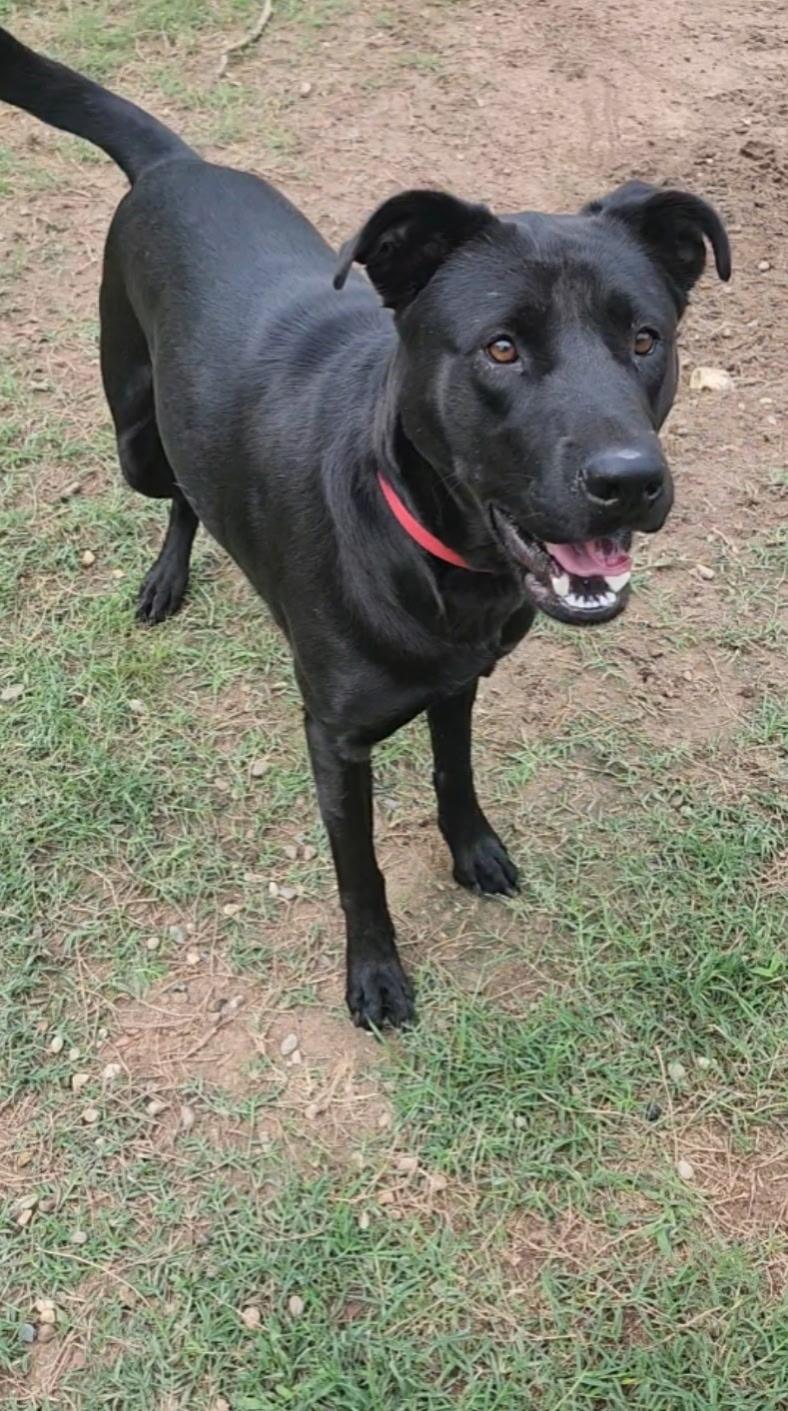 Enlarge Analia , a Adoptable mixed breed in Byron Center, MI image 4/6