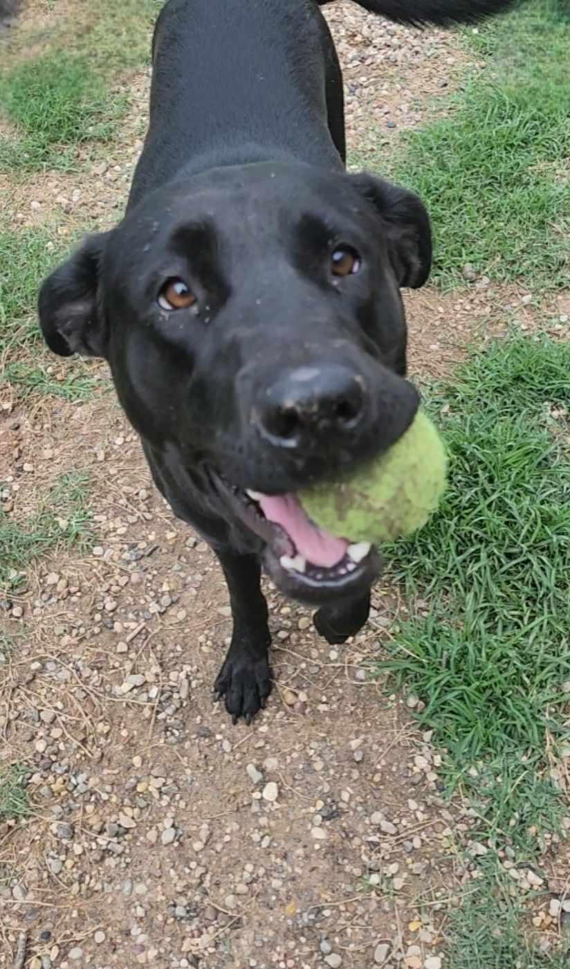 Enlarge Analia , a Adoptable mixed breed in Byron Center, MI image 2/6