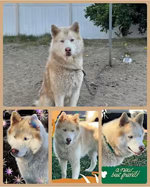 Enlarge Hennessy, a Adoptable mixed breed in Santa Ana, CA image 1/4