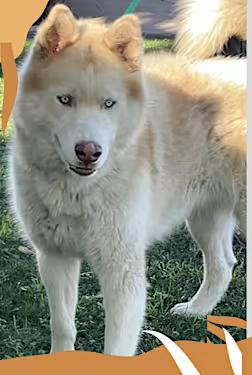 Enlarge Hennessy, a Adoptable mixed breed in Santa Ana, CA image 2/4