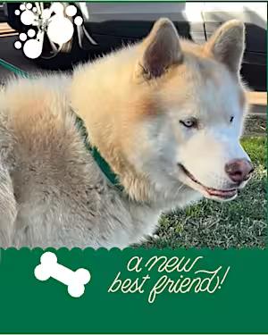 Enlarge Hennessy, a Adoptable mixed breed in Santa Ana, CA image 3/4