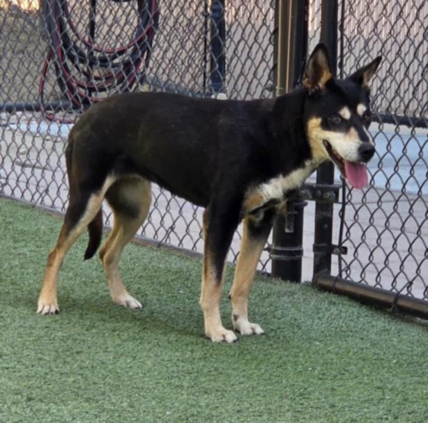 LISA, Adoptable, Adult Female Australian Cattle Dog / Blue Heeler.