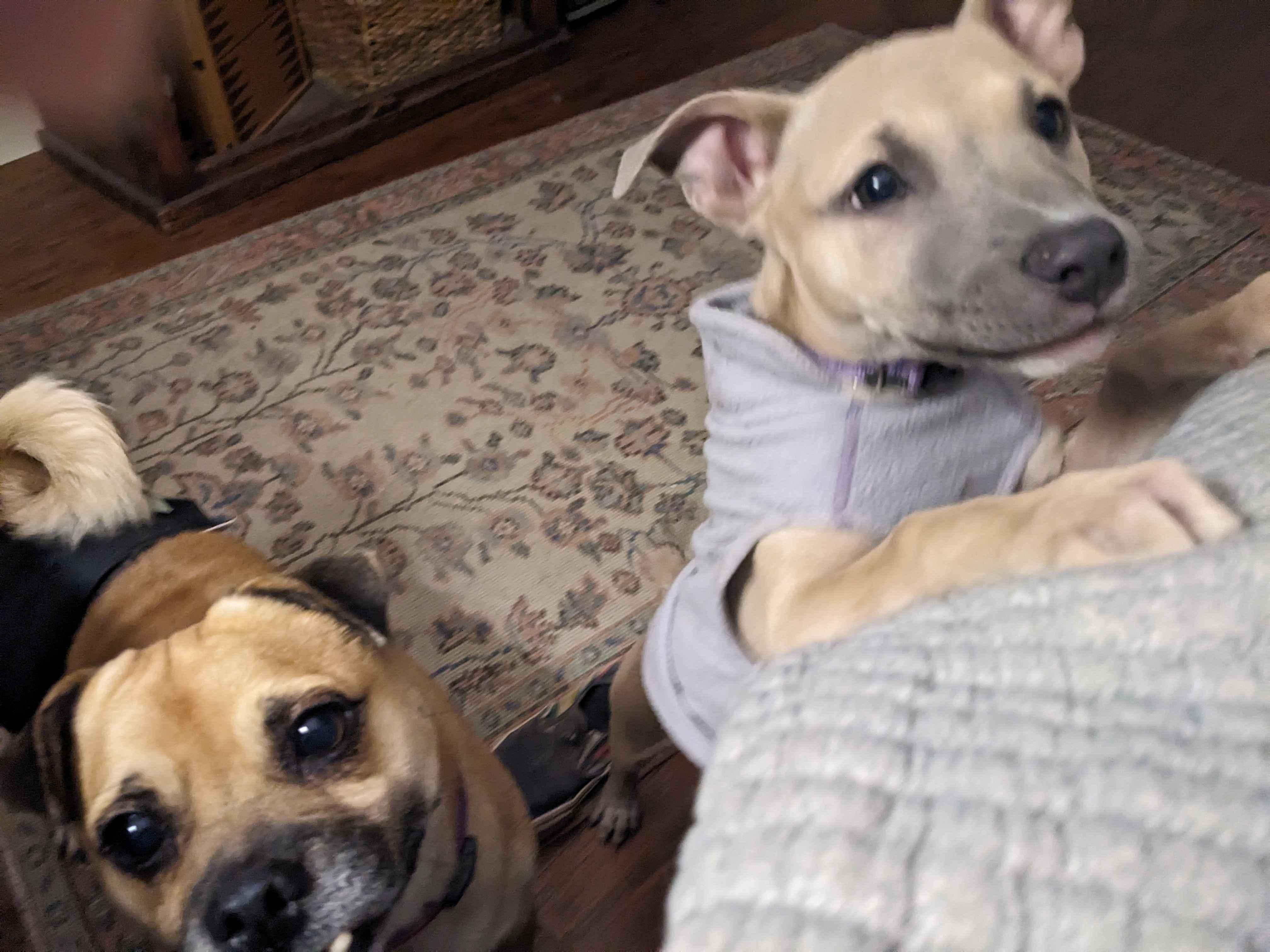 Lemon, an adopted mixed breed in Portland, OR image 4/5