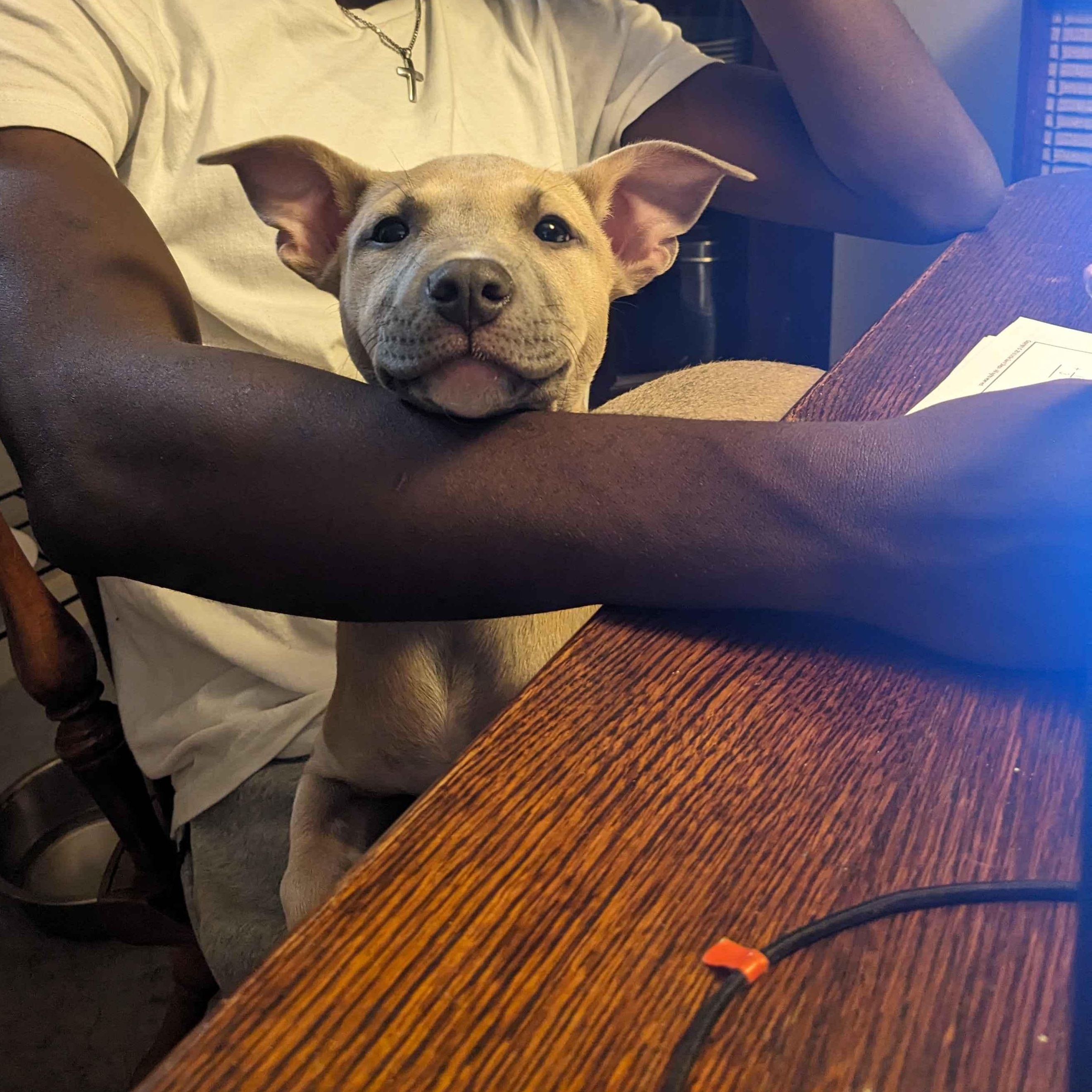 Lemon, an adopted mixed breed in Portland, OR image 5/5