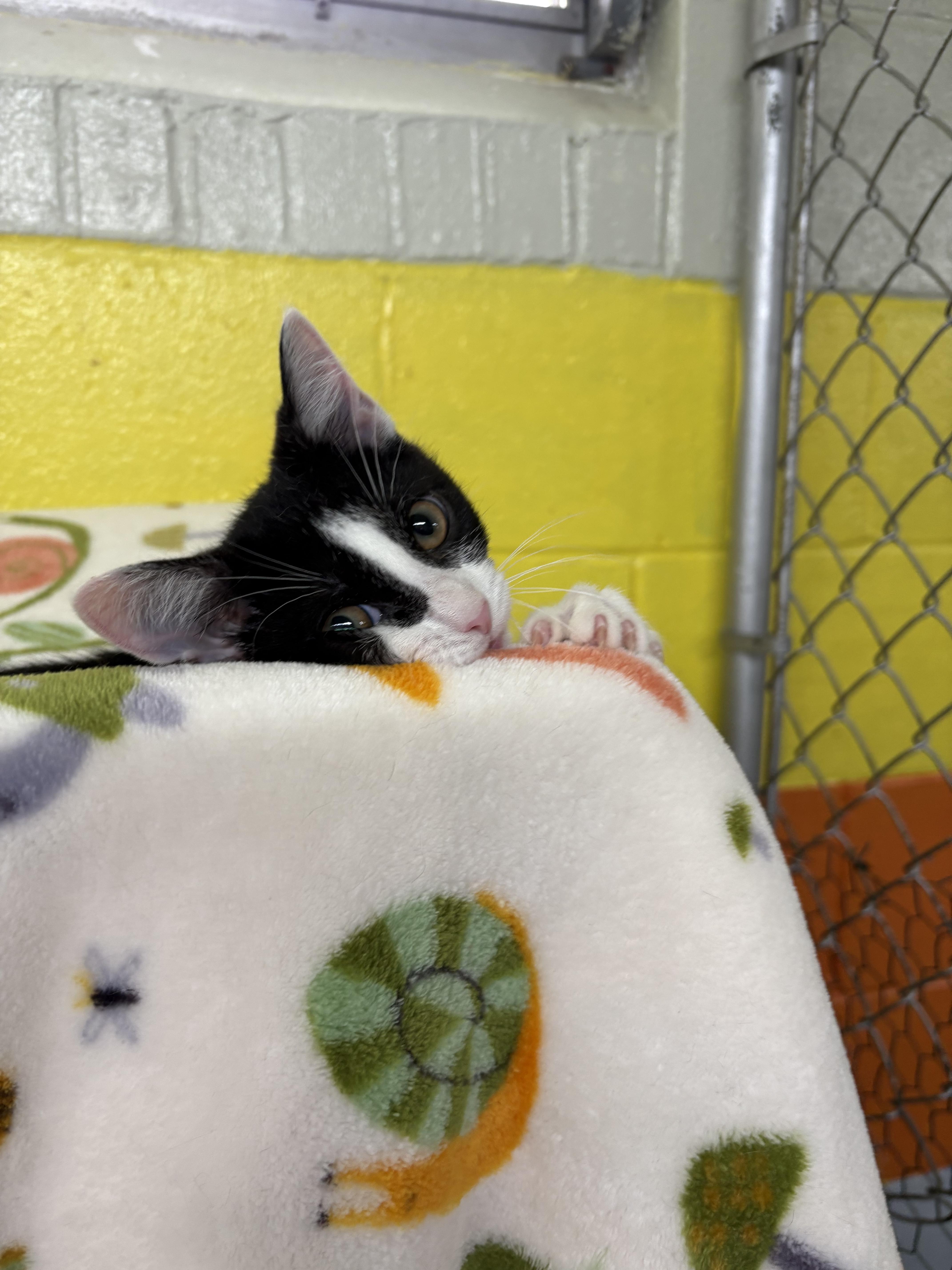 Cornelius, Adoptable, Young Male Domestic Short Hair.