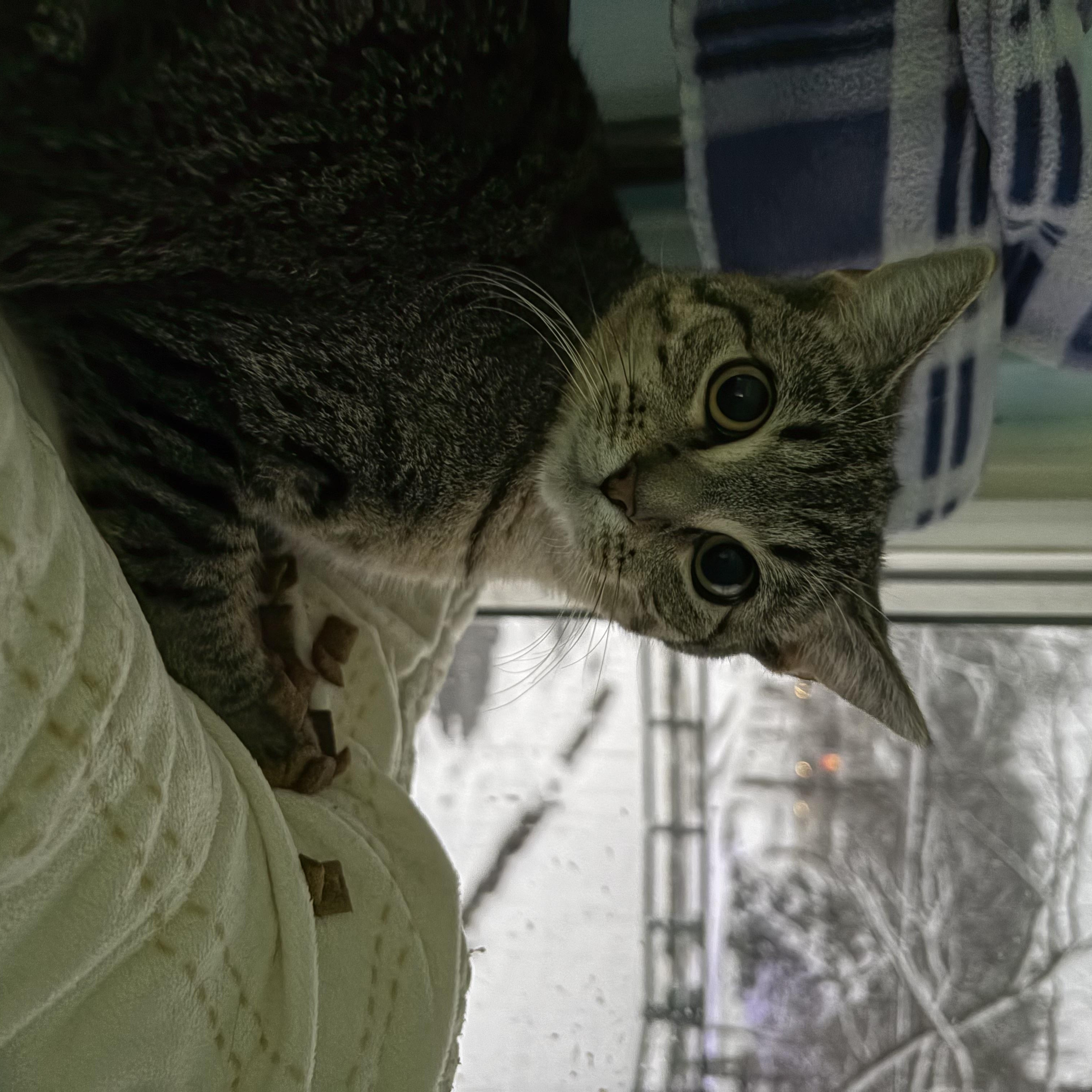 Enlarge Cornelius + Grumbalina Jr. (bonded) , a Adoptable Domestic Short Hair in Wilder, KY image 2/2