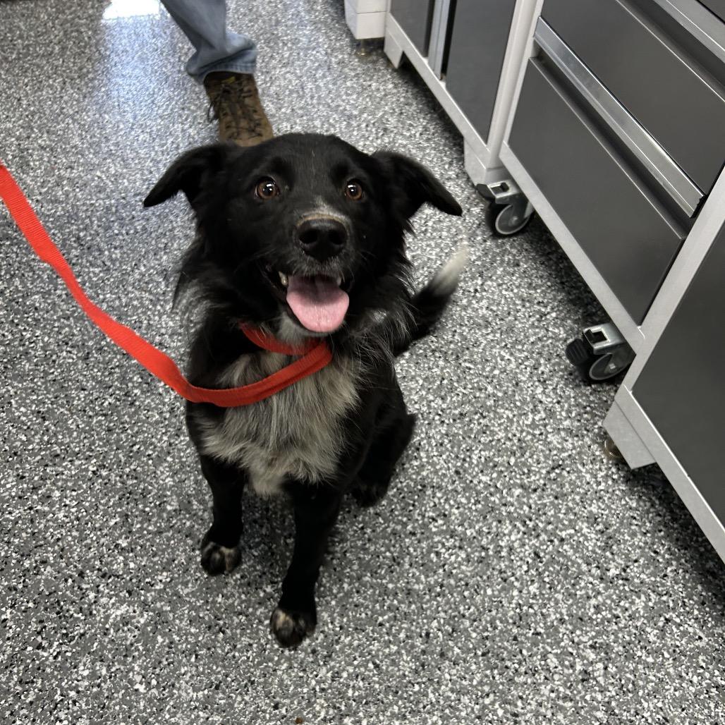 Enlarge Glory, a Adoptable Border Collie in Moravia, NY image 1/1