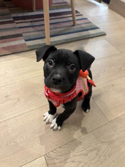 Scorpio, adopted, Puppy Female Pit Bull Terrier.