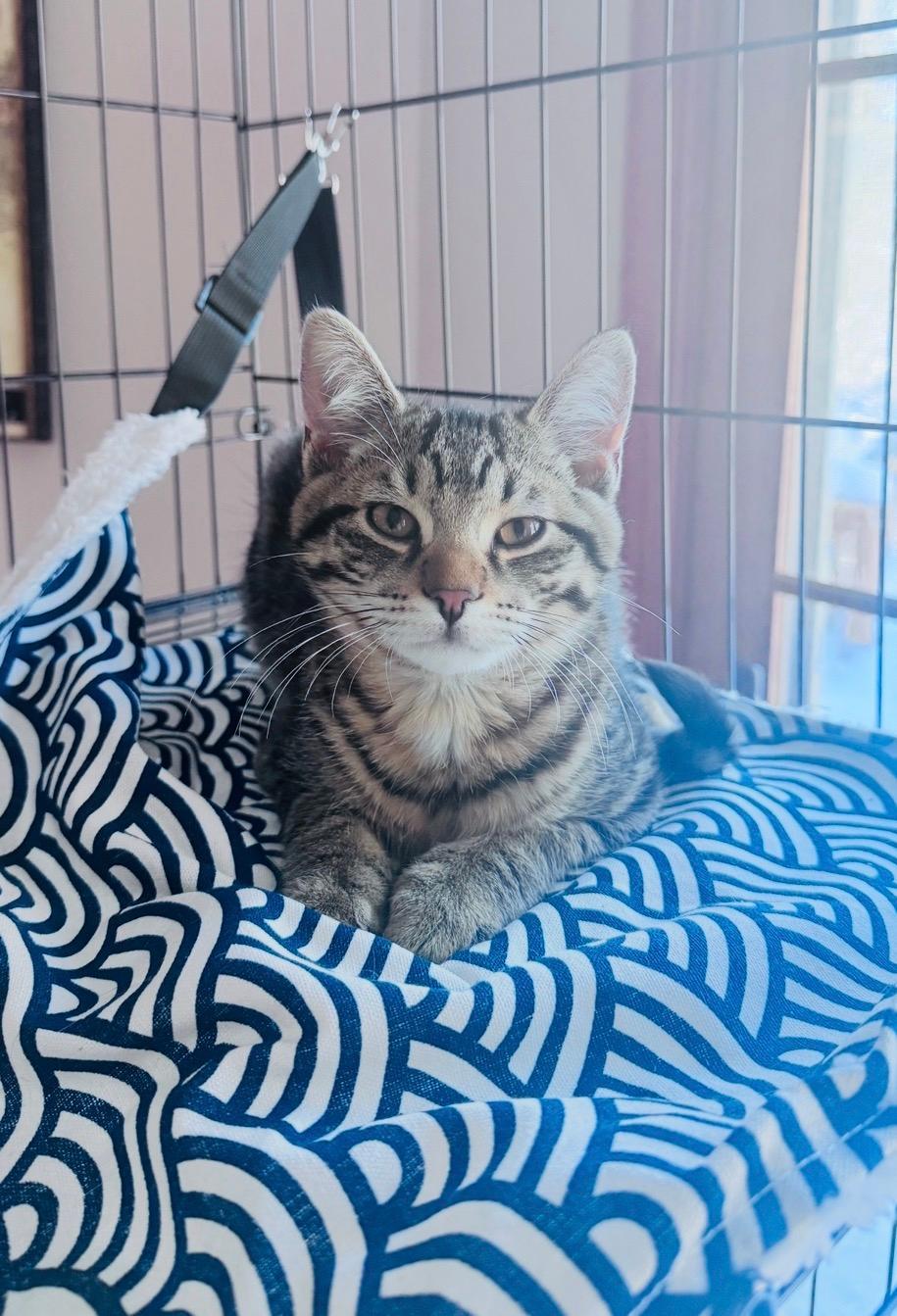 Enlarge Coco, an adopted Domestic Short Hair in Sayreville, NJ image 1/1