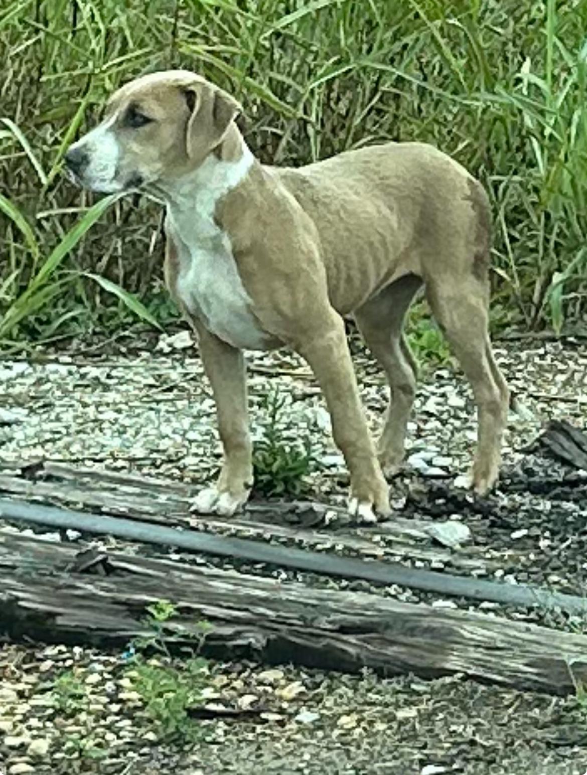 Enlarge Trixie, a Adoptable Mixed Breed in Bruce, MS image 1/1