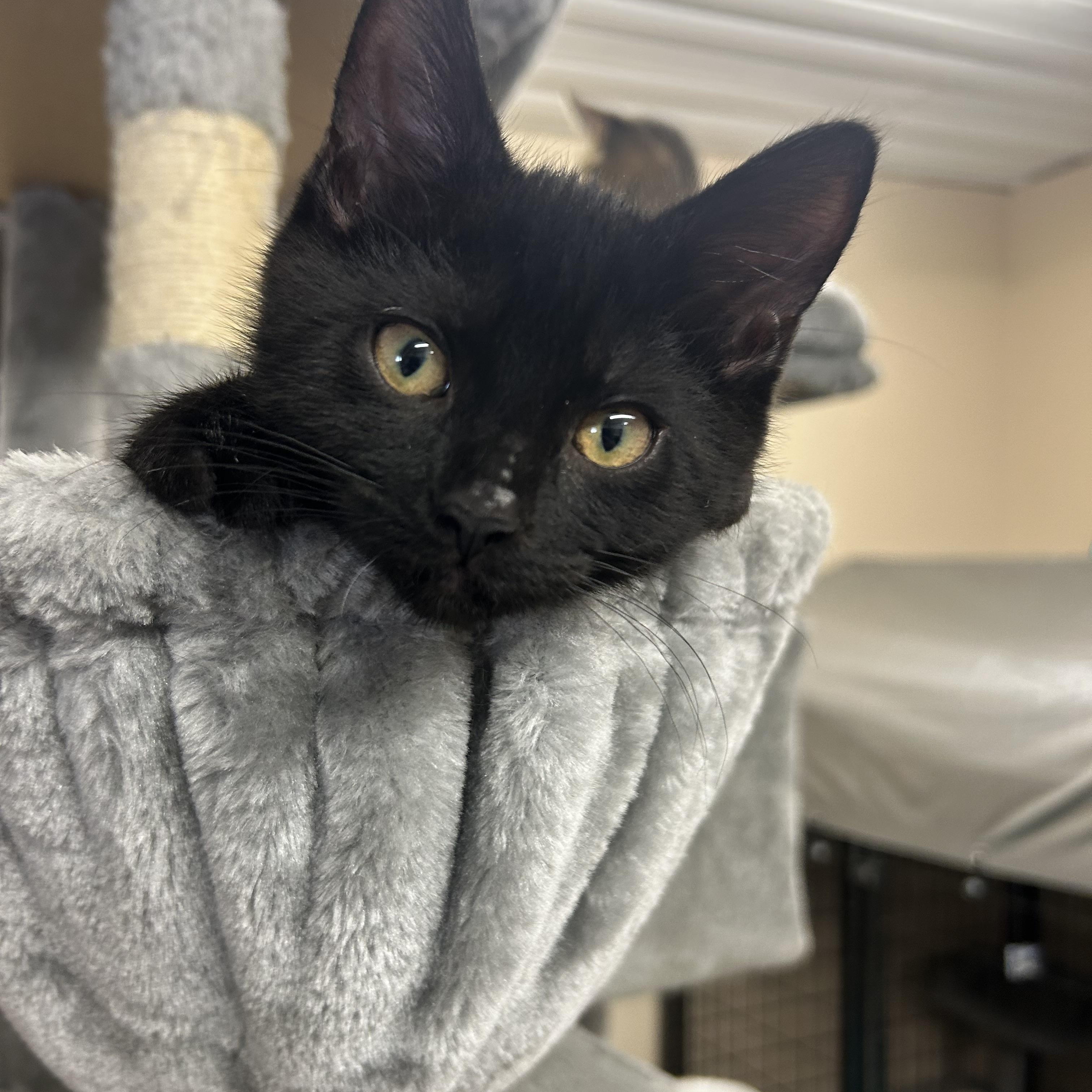Enlarge Lorean, a Adoptable Domestic Short Hair in Mauston, WI image 1/1