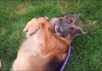 Hippie, a Adopted German Shepherd Dog in Jerome, ID image 1/6