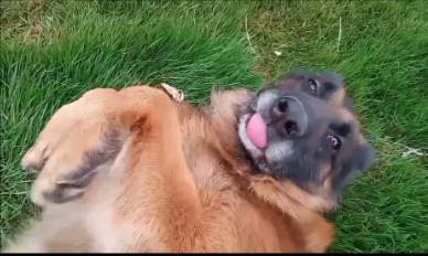 Hippie, a Adopted German Shepherd Dog in Jerome, ID image 2/6