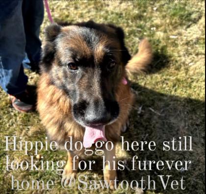 Hippie, a Adopted German Shepherd Dog in Jerome, ID image 3/6