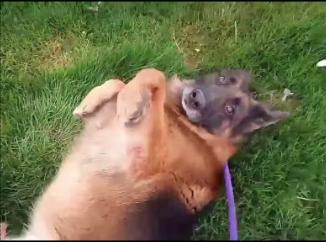 Hippie, a Adopted German Shepherd Dog in Jerome, ID image 5/6